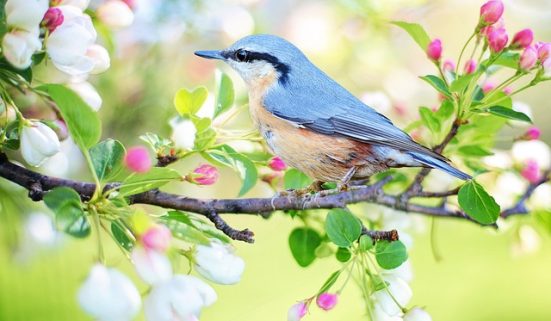 bird-ga1563b254_640