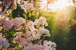 blooming-g816c038ff_1280